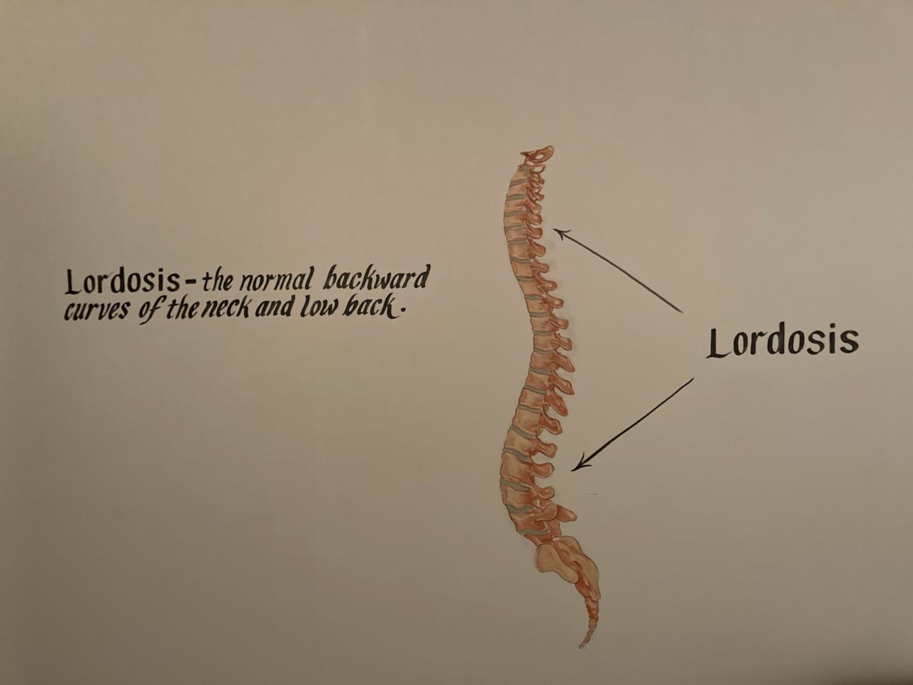 Curves in the Spine